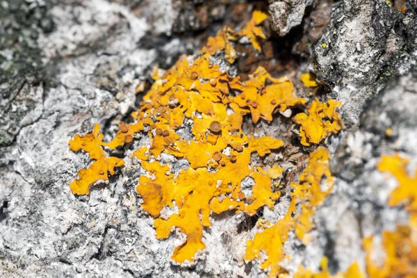 Líquen Amarelo Brilhante Xanthoria Parietina Uma Casca Árvore Close Tiro — Fotografia de Stock