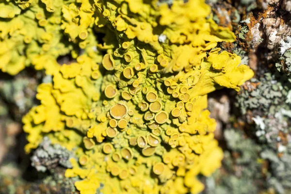 Lichene Giallo Brillante Xanthoria Parietina Una Corteccia Albero Primo Piano — Foto Stock