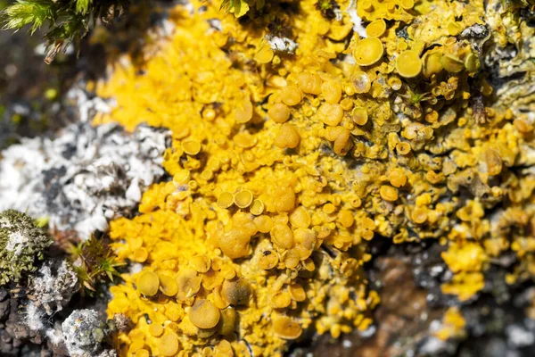 Líquen Amarelo Brilhante Xanthoria Parietina Uma Casca Árvore Close Tiro — Fotografia de Stock
