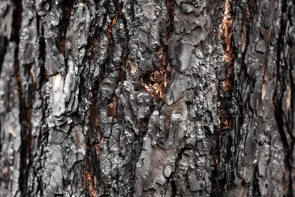红松树皮的质地 — 图库照片