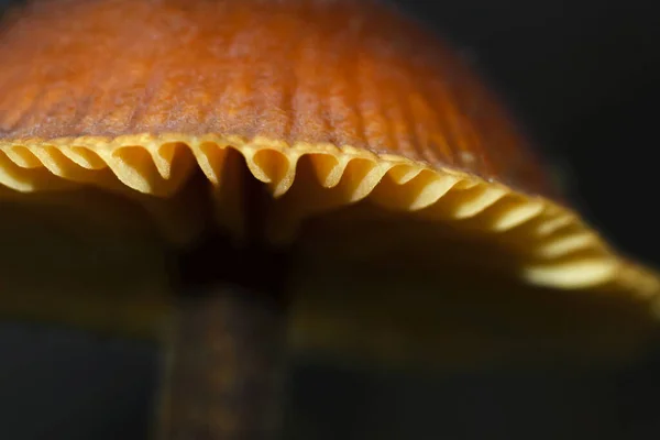 งฤด หนาว Agaric Flammulina Velutipes Macro Shot ของหมวกท นหล งเบลอ — ภาพถ่ายสต็อก