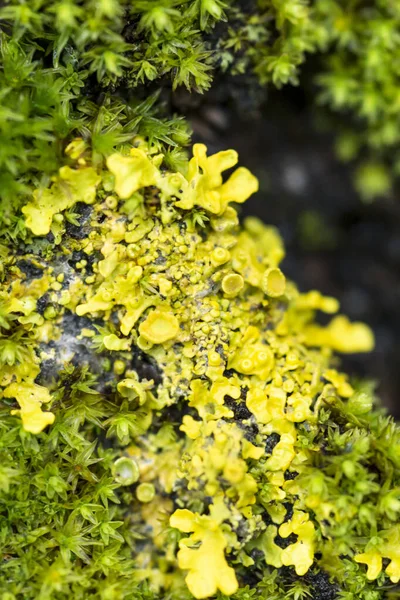 Ярко Желтый Лишайник Xanthoria Parietina Зеленый Мох Коре Дерева Крупным — стоковое фото