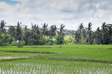 Bali, Endonezya'nın orta kesiminde alanında pirinç alan / güzel görünümünü pirinç