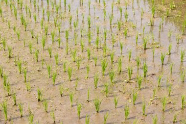 Pirinç büyüme / portre resim büyüyen pilav Bali, Endonezya pirinç alan