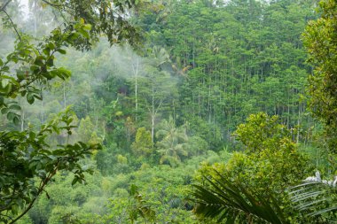 güzel orman görünümü 