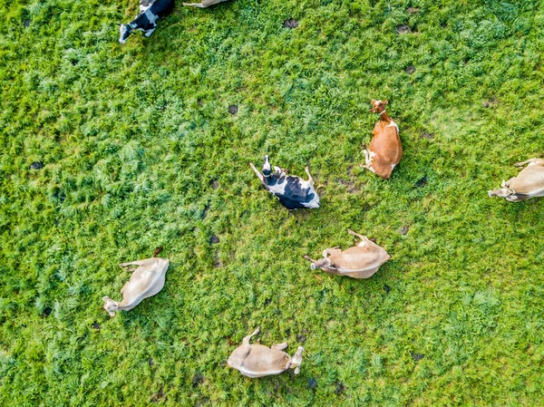 Vista Aérea Vacas Sombra Sobre Pastizales Verdes Concepto Ganadería — Foto de Stock