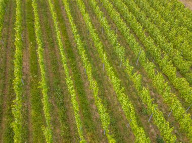 Yaz akşamları İsviçre 'de sıralı bitkilerle birlikte üzüm bağlarının hava manzarası..