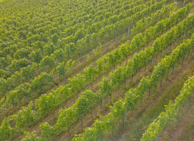 Yaz akşamları İsviçre 'de sıralı bitkilerle birlikte üzüm bağlarının hava manzarası..