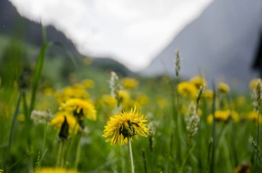 Baharda yemyeşil çayırlarda sarı karahindiba çiçeği