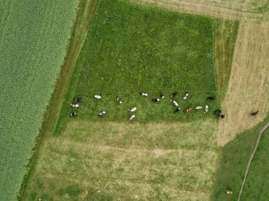 İsviçre 'deki yeşil çayır üzerindeki sığır sürüsünün havadan görünüşü