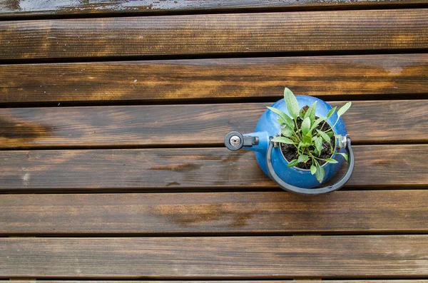 Старый Синий Чайник Зеленым Растением Нем Чайник Деревянном Балконе — стоковое фото