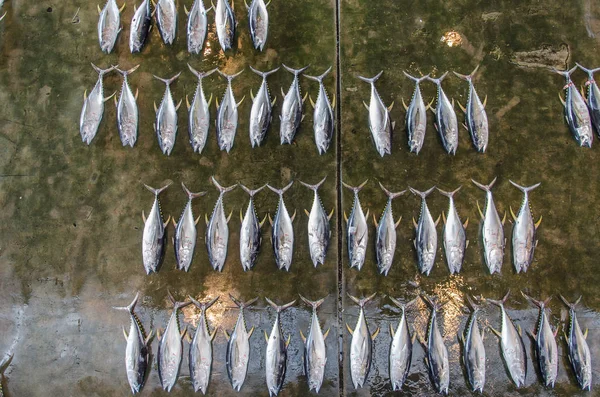 Overhead Melihat Pasar Ikan Jepang Dengan Ikan Tuna — Stok Foto