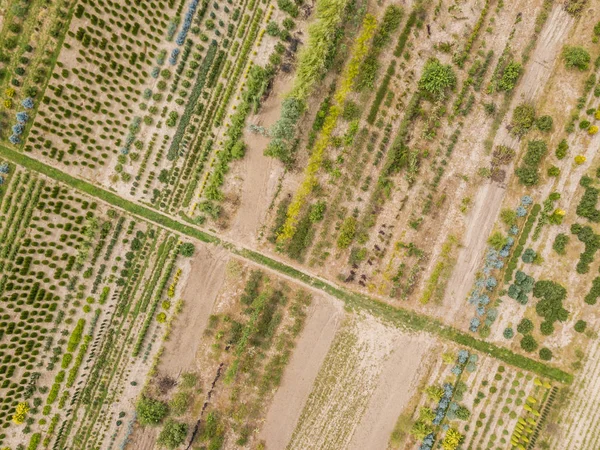 Vue Aérienne Rangées Jeunes Plants Cultivés Pépinière — Photo