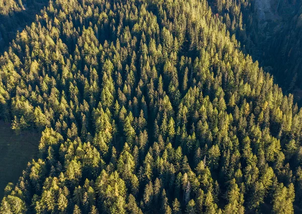 Vista Aérea Floresta Região Montanha Suíça — Fotografia de Stock