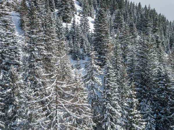 Flygfoto Över Avlägsen Dal Schweiziska Alperna Med Snötäckta Granar — Stockfoto