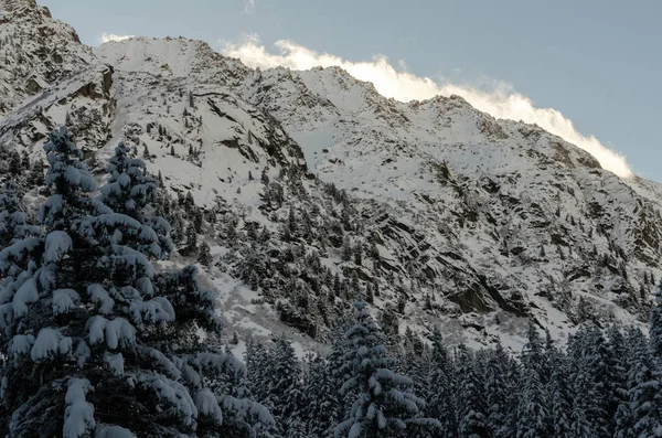 Vista Aérea Abetos Paisaje Invernal Cubierto Nieve —  Fotos de Stock