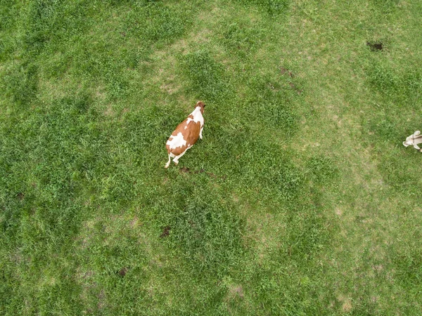 Aerial view of cow and shadow on green pasture. Concept of animal cattle farming.
