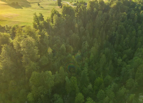 Vista Aérea Floresta Verde Luz Noite — Fotografia de Stock