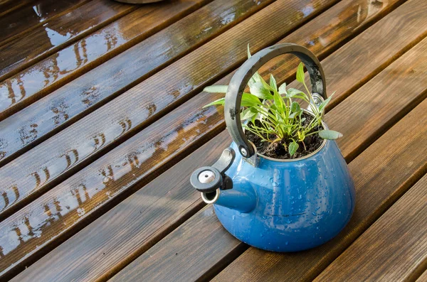 Old Blue Teapot Green Plant Teapot Wooden Balcony — 스톡 사진