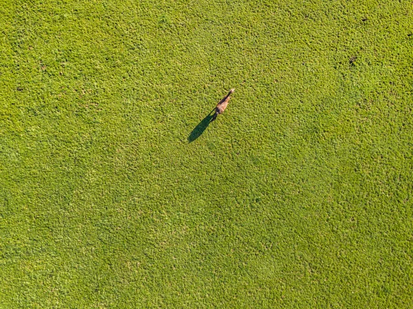 Aerial view of cow and shadow on green pasture. Concept of animal cattle farming.