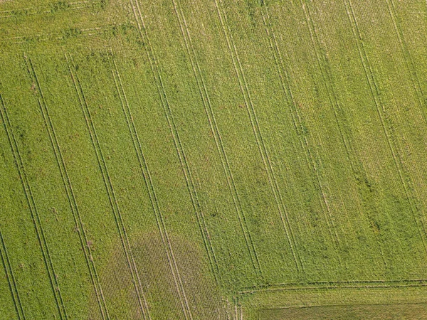 Aerial View Farmland Field Green Corn Tractor — 스톡 사진