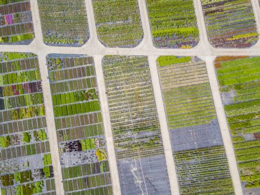 Bitki yetiştirme alanında yetişmiş genç bitkilerin hava manzarası 