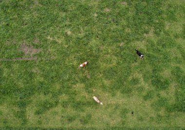 İsviçre 'deki yeşil çayır üzerindeki sığır sürüsünün havadan görünüşü
