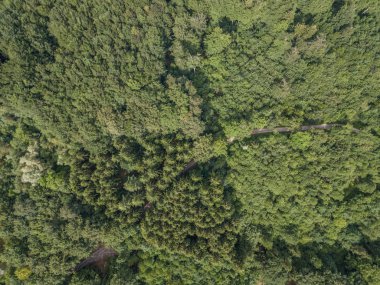 Aerial view of tree tops on backgroun