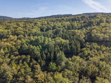 İsviçre 'deki yeşil orman tepe örtüsünün havadan görünüşü
