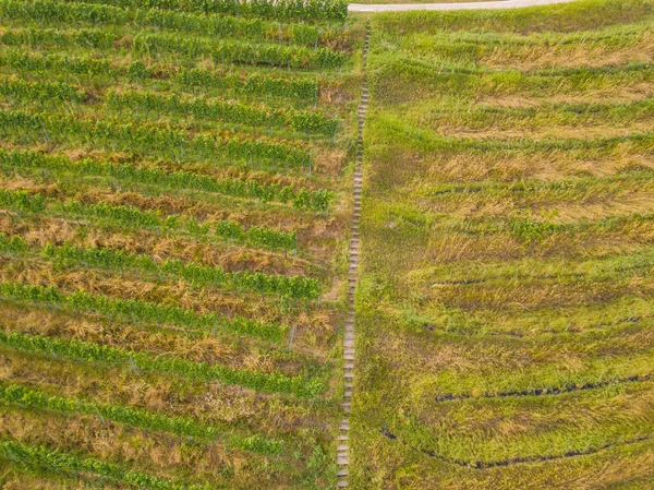 Luftaufnahme Des Landwirtschaftlichen Feldes — Stockfoto