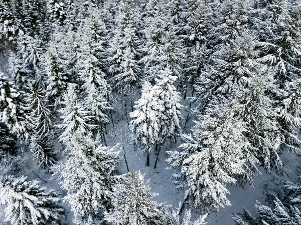 Vista Aérea Abetos Neve Coberto Paisagem Inverno — Fotografia de Stock