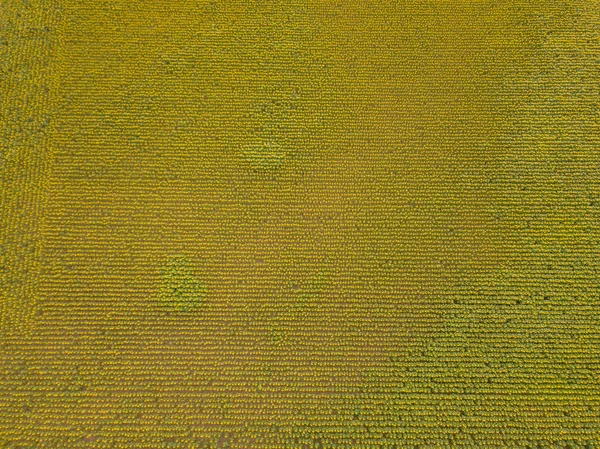 Widok Powietrza Pole Słoneczników Szwajcarii Wiele Roślin Polu Rolnym — Zdjęcie stockowe
