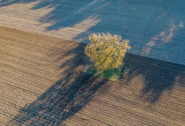 Luftaufnahme Eines Isolierten Baumes Ländlicher Landschaft — Stockfoto