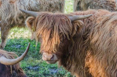 İsviçre 'deki otlak otlaktaki İskoç sığır sürüsü