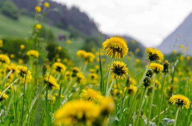 Baharda yemyeşil çayırlarda sarı karahindiba çiçeği