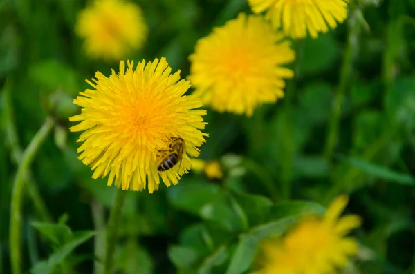 Gele Paardebloem Met Bijenbestuiving Het Voorjaar — Stockfoto