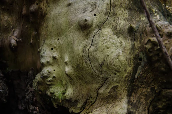 Tronc Arbre Aux Formes Étranges — Photo