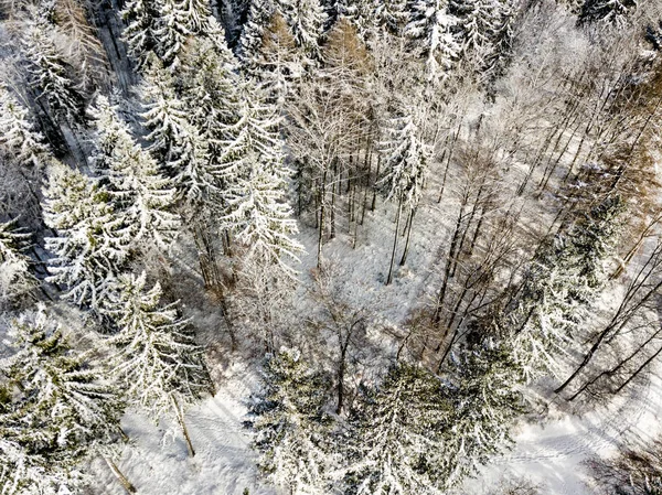 Vista Aérea Abetos Paisaje Invernal Cubierto Nieve — Foto de Stock