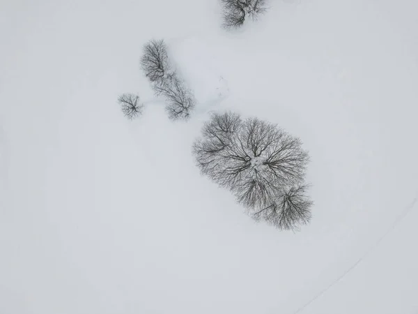 Luftaufnahme Von Bäumen Ohne Blätter Winter Schatten Auf Flachem Schneebedecktem — Stockfoto