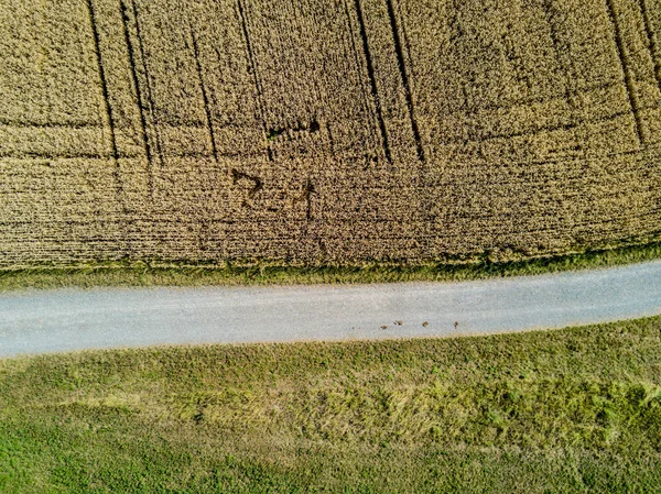 Vista Aérea Paisagem Rural Durante Pôr Sol Suíça Europa — Fotografia de Stock