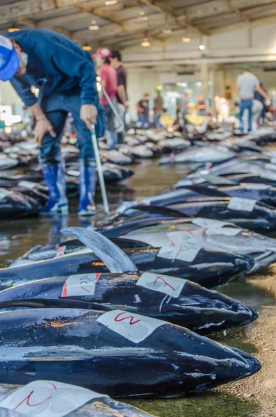 日本の伝統的な魚市場でマグロをチェックする男 — ストック写真