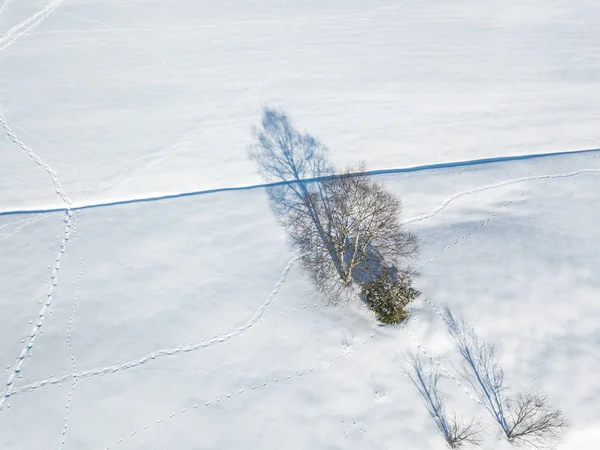 Vista Aérea Solo Árbol Aislado Prado Cubierto Nieve —  Fotos de Stock