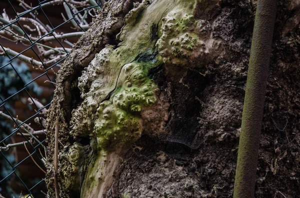 Tronc Arbre Aux Formes Étranges — Photo