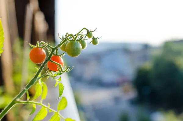 Tomates Rojos Maduros Planta Listos Para Cosecha — Foto de Stock