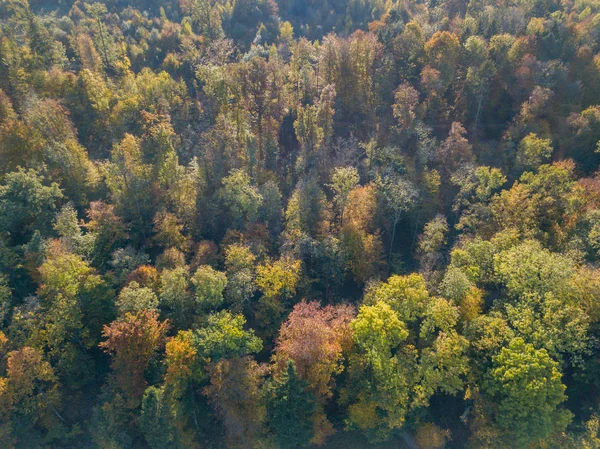 Vista Aérea Floresta Área Aberta Suíça Partir Cima Campo Calmo — Fotografia de Stock