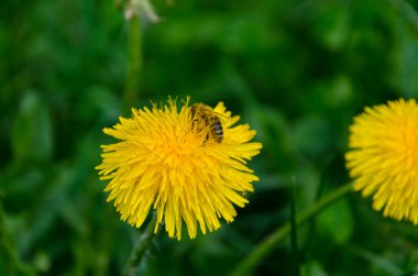 Sarı karahindiba çiçeği ve baharda döllenen arı