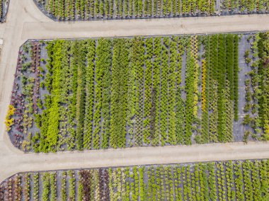 Bitki yetiştirme alanında yetişmiş genç bitkilerin hava manzarası 