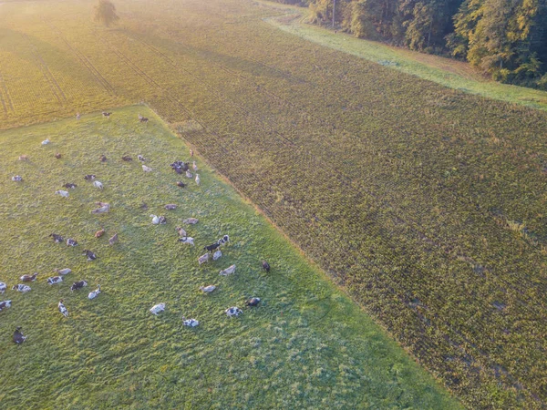 Luftaufnahme Einer Rinderherde Auf Einer Grünen Weide Der Schweiz — Stockfoto