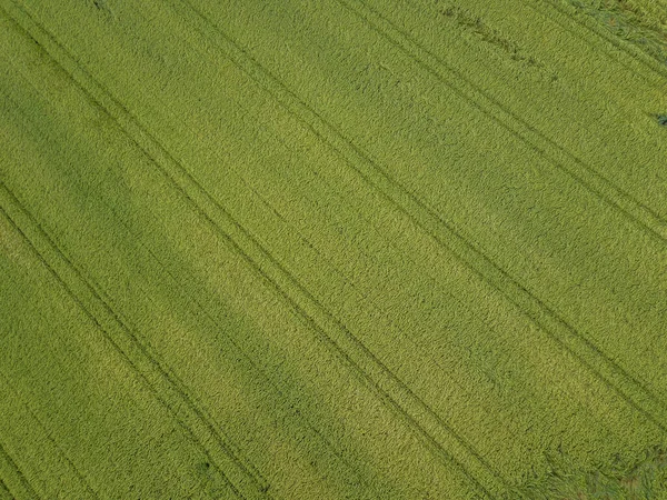 Vista Geral Campo Agrícola Europa — Fotografia de Stock