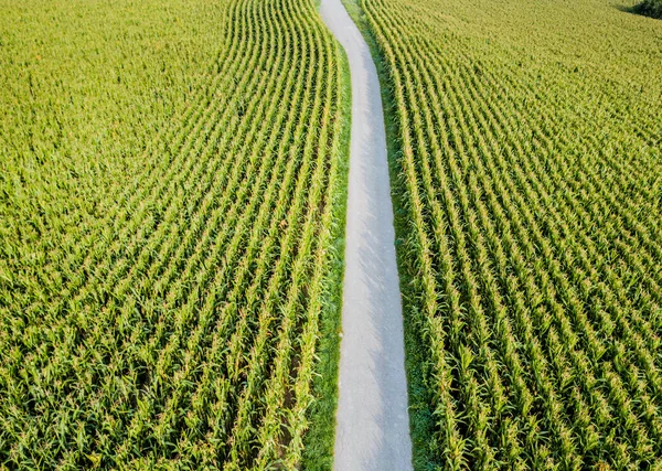 Pemandangan Udara Dari Ladang Jagung — Stok Foto